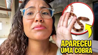 UMA COBRA APARECEU DURANTE A REFORMA DA MANSÃO! - RAFAELLA BALTAR