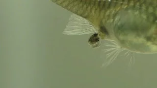 A Guppy Having Babies