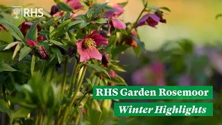 Winter horticultural highlights: barks and bulbs at RHS Rosemoor | The RHS