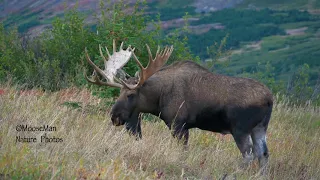 Alaska Bull Moose Chase Scenes, Rut PIt, Cow Fights FUN! | MooseMan Video Photography Calendar