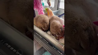 Food is the ultimate conflict mediator for these two 🥰❤️ #prairiedog #asmr