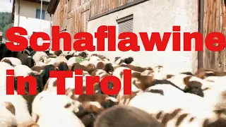1000 Schafe, 100 Ziegen: Schafschied in Tarrenz, Tirol (September 2023)