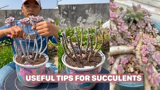 Useful tips for succulents | 多肉植物| 다육이들 | Suculentas