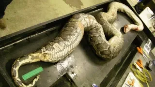 Burmese Python is Caught After Eaten 3 Deer in Florida Everglades