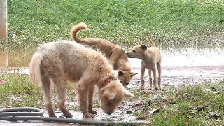 Lucy will see her baby soon || #1532  Nature Show