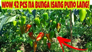 Paano Napapa-Dami ang Bunga ng Atsal / Bell Pepper?