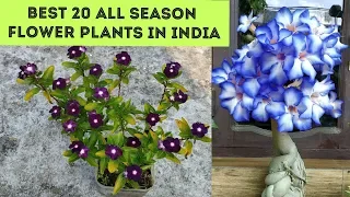 All season Flower plants in India, Plant names with pictures