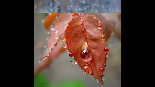 Сергей Серков "МНЕ НУЖЕН ДОЖДЬ" ☔🌂