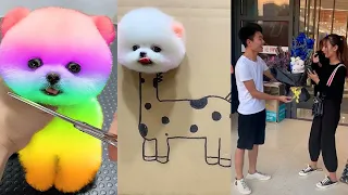 Tik Tok Chó Phốc Sóc Mini 😍 Funny and Cute Pomeranian #215