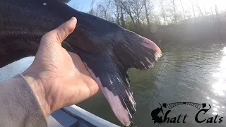 The BIGGEST Piebald Catfish I've Ever Seen!