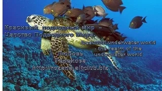 Красивый подводный мир - /beautiful underwater world - the realm of the underwater world