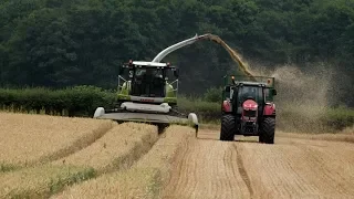 Whole-Crop Wheat Silage with New Claas 860.