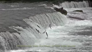 Sockeye salmon swimming upstream jumping up Brooks falls at Katmai National Park, Alaska