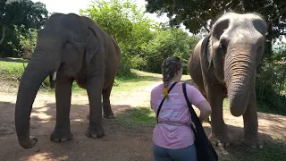 Koh Samui Elephant Sanctuary & Learning to Dive at Sairee Cottage Koh Tao! - Thailand