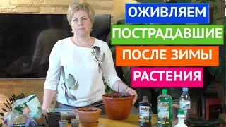 КАК ОЖИВИТЬ РАСТЕНИЯ ПОСЛЕ ЗИМОВКИ В ПОДВАЛЕ! ЭТО ПРОСТО!