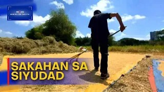 Mukha ng Balita | 48-hectares na lupa sa Quezon City, ginagamit na sakahan