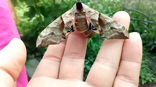 Бражник глазчатый. Второе насекомое за сезон.