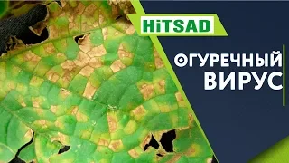 ОПАСНЫЙ Огуречный вирус ‼️ Мозаика Как Вылечить Огурцы 🥒 Советы От Хитсад ТВ