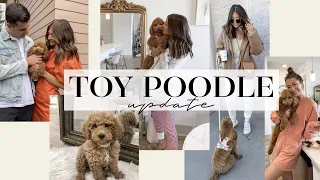 WE GOT A TOY POODLE // 1 YEAR UPDATE!!