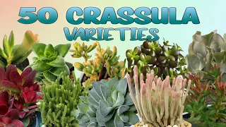 50 CRASSULA PLANT VARIETIES/JADE PLANT WITH THEIR NAMES