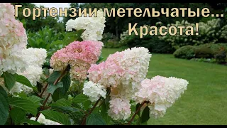 ГОРТЕНЗИИ  МЕТЕЛЬЧАТЫЕ.  Мое новое увлечение...