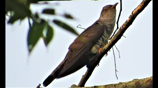 INDIAN CUCKOO Cuculus micropterus