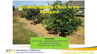 Growing Healthy Citrus in the Backyard