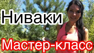 НИВАКИ... МАСТЕР-КЛАСС.. Из сосны обыкновенной..