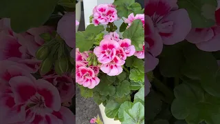 Цветущий рай🌺🥰