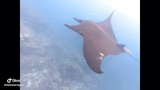 4 Mantas Gigantes, Escuelas inmensas de peces Bajo del Diablo, Isla del Caño, Costa Rica 🇨🇷❤️