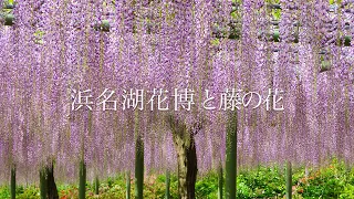 【浜名湖花博の花々】浜名湖花博で色とりどりの花が咲き誇る 2024