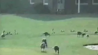 Repel Canadian Geese with Flight Control