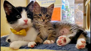 Sammi and Dean: Two Cute and Playful Kittens Compilation | 2023