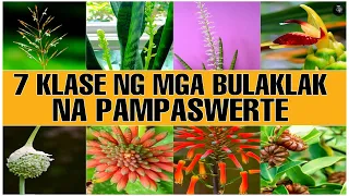 7 KLASE NG BULAKLAK NG HALAMAN  NA MAINAM GAWING PAMPASWERTE | Bhes Tv