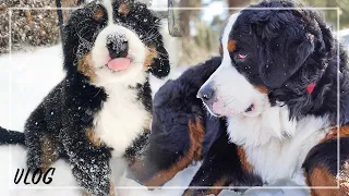 LIFE WITH A BERNESE MOUNTAIN DOG (LARGE BREED DOG)