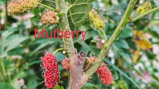 Mulberry plant/Mulberry tree Indian Variety