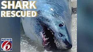 ‘Look at them freaking teeth:’ Beachgoers rescue large shark on Florida beach