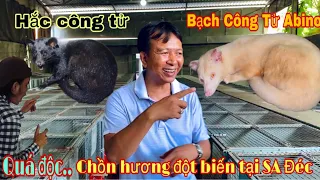 ĐỘC LẠ chồn hương Hắc Bạch đột biến siêu đẹp của A nông dân SA ĐÉC - Thái salem vê lốc