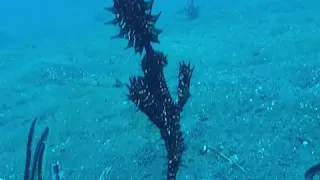 Ghost Pipefish