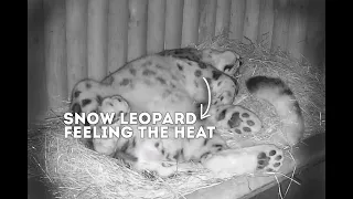 CUTE Snow Leopard Can't Sleep! | Animals on CCTV