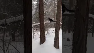 Black Panther Luna Playing in Snow ❄️ #shorts #trending @Lunathepantera