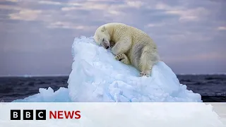 Image of young polar bear wins wildlife photography award | BBC News