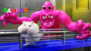 ⚔️ Hamster vs Garten of Banban Monsters 🐹 Hamster escapes from Dangerous Monster Maze with Traps 🎯