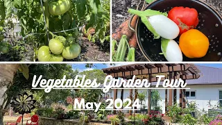 Vegetable Garden Tour. May 2024. Organic gardening.  Zone 9 10