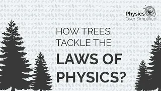 How trees tackle the laws of Physics?