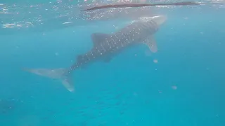 Whale  watching at Oslob Cebu