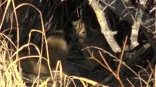 SafariLive Aug 26- Meet the new Nkuhuma lion cubbies! (With the sounds of Djuma)