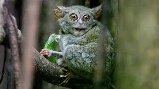 TARSIUS TARSIER eating grasshopper in Tangkoko Nature Reserve - North Sulawesi, Indonesia