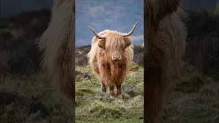 Beautiful Highland cows in south wales #shorts