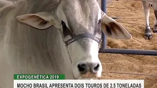 Mocho Brasil apresenta dois touros de 2,5 toneladas durante a Expogenética